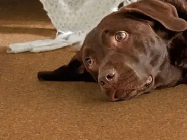 Show products in category Glue Down Cork