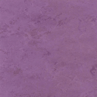 Picture of Toli International - Fasolplus Orchid