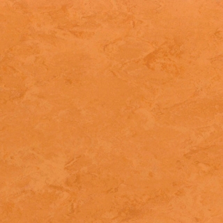 Picture of Toli International - Fasolplus Pumpkin