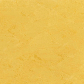 Picture of Toli International - Fasolplus Sunflower