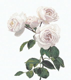 Picture of Bisazza Mosaico - Decori 10 - Malmaison Avorio